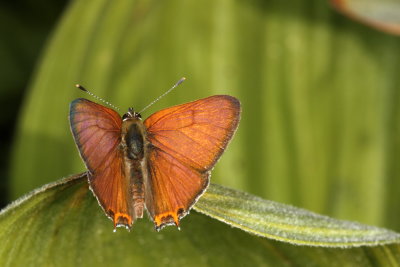 Tailed Copper ♂