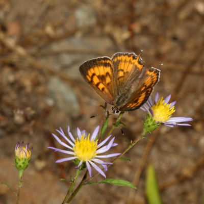 Tailed Copper ♀