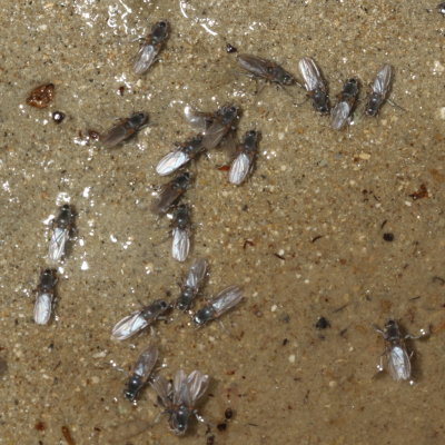 Ephydridae : Shore Flies 