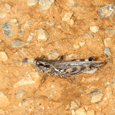 Melanoplus complanatipes ♂ * Western Sagebrush Grasshopper