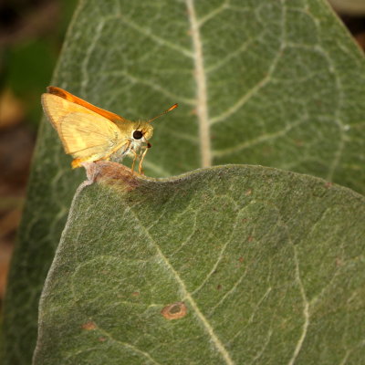 Woodland Skipper