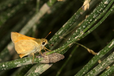 Woodland Skipper