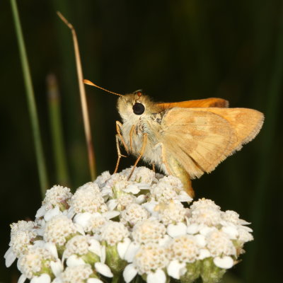 Woodland Skipper