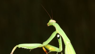 Mantis religiosa * European Mantis