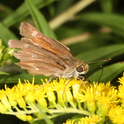 Little Glassywing