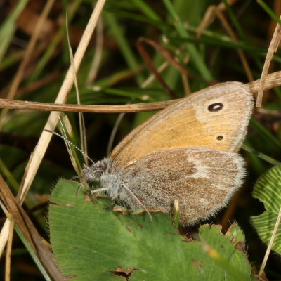 Common Ringlet