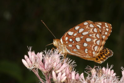 Aphrodite Fritillary