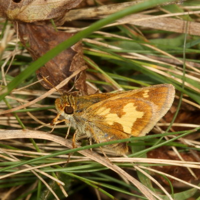 Pecks Skipper