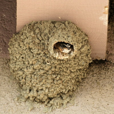 Cliff Swallow