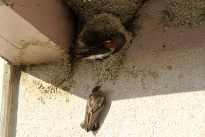 Cliff Swallow