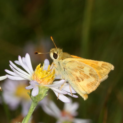 Woodland Skipper