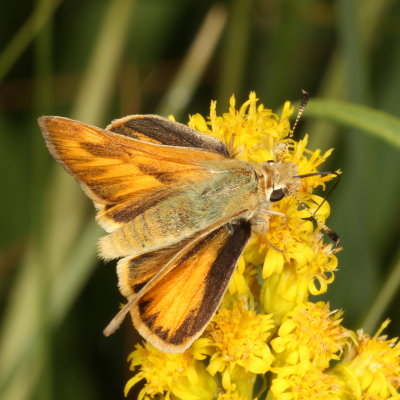 Woodland Skipper ♀