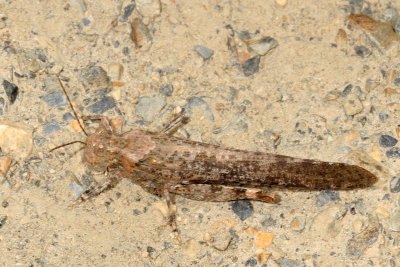 Circotettix undulatus * Undulant-Winged Grasshopper 