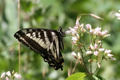 Pale Swallowtail