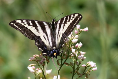 Pale Swallowtail
