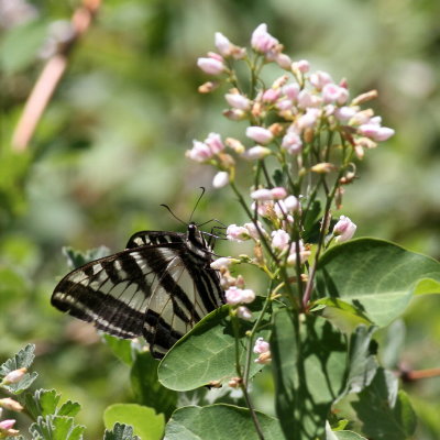 Pale Swallowtail