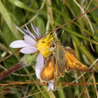 Sonoran Skipper  ♀