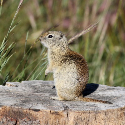 Beldings Ground Squirrel