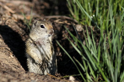 Beldings Ground Squirrel