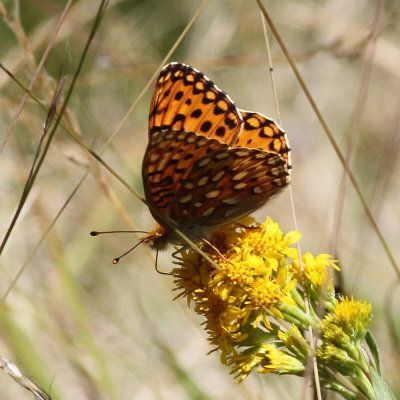 Mormon Fritillary