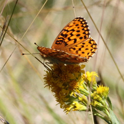 Mormon Fritillary