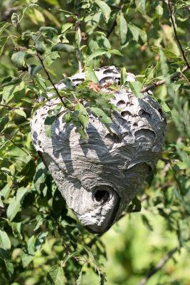 Bald-faced Hornet nest 