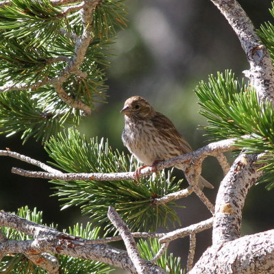 Cassin's Finch