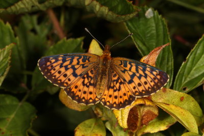 Silver-bordered Fritillary