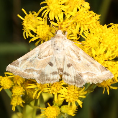 Hodges#11150.1 * Acute-lined Flower Moth * Schinia acutilinea