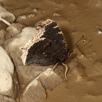 Mourning Cloak