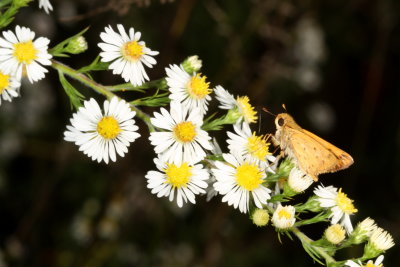 Fiery Skipper