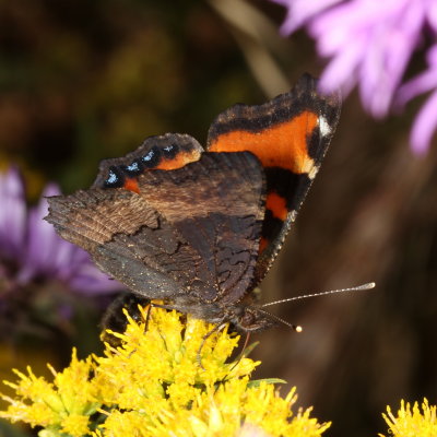 Milberts Tortoiseshell