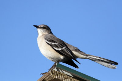 Northern Mockingbird