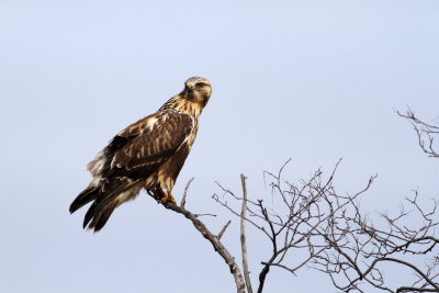 Rough-legged Hawk