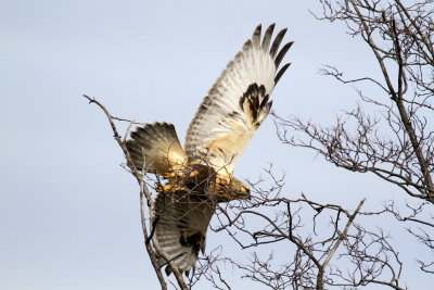 Rough-legged Hawk