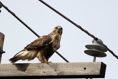 Rough-legged Hawk