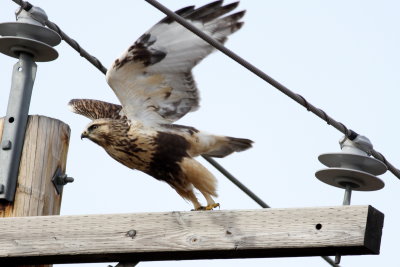 Rough-legged Hawk
