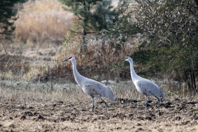 Sandhill Crane