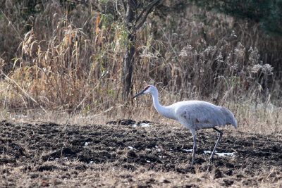 Sandhill Crane