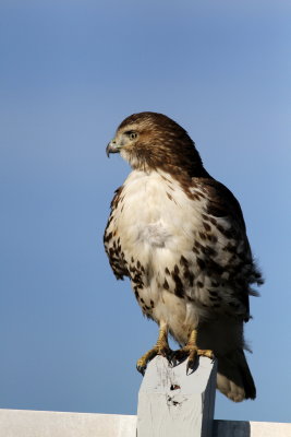 Red-tailed Hawk / juvenile