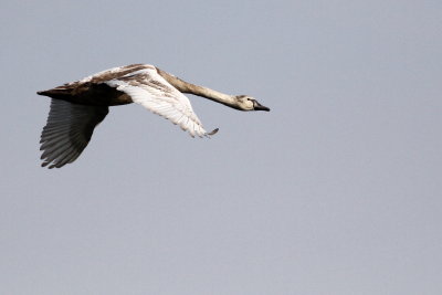 Mute Swan / Juvenile