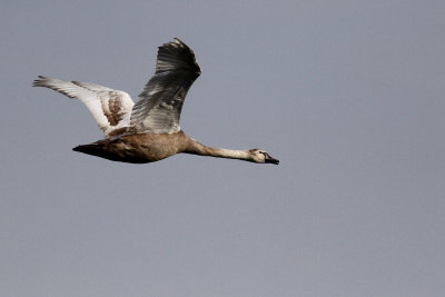 Mute Swan / Juvenile