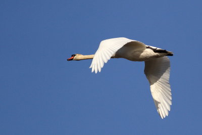 Mute Swan