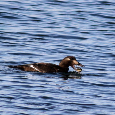 White-winged Scoter ♀