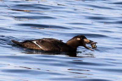 White-winged Scoter ♀