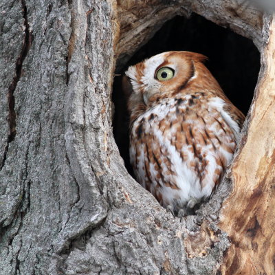 Eastern Screech-Owl