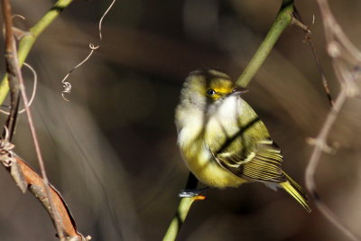 White-eyed Vireo