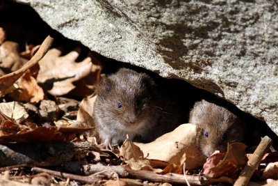 Meadow Voles