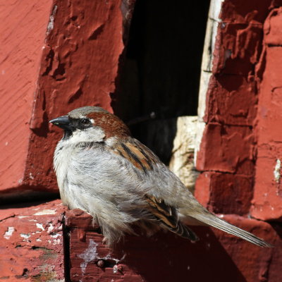 House Sparrow