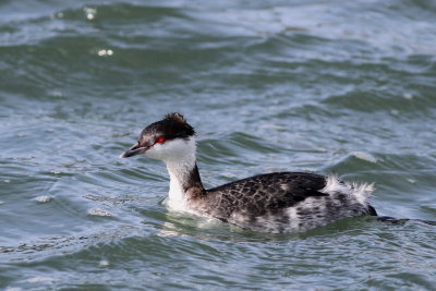 Horned Grebe